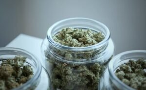 store cannabis flower keep fresh longer