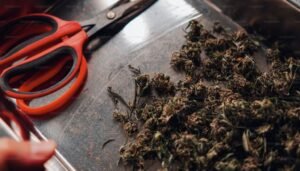 does light degrade THC cannabis UV