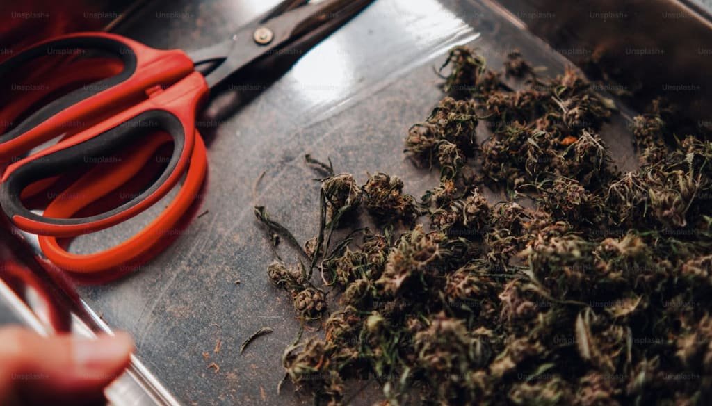 Does Light Degrade THC? How to Protect Your Cannabis from UV