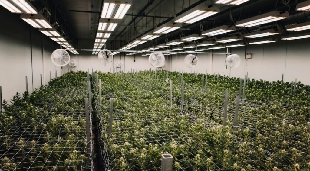 store cannabis edibles prevent staleness potency