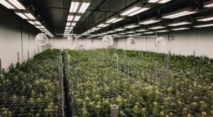 store cannabis edibles prevent staleness potency