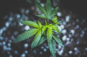 find licensed California dispensary near you