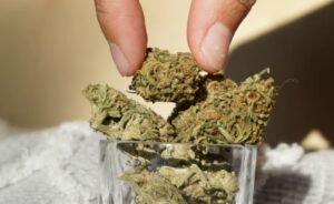 long term cannabis storage 6 month supply